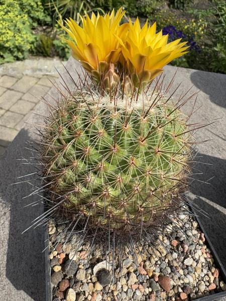 Thelocactus conothelos
